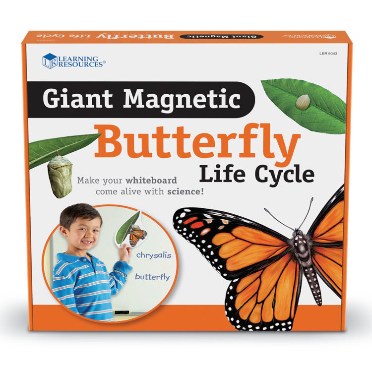 Imagen de Ciclo de vida imantado - Mariposa