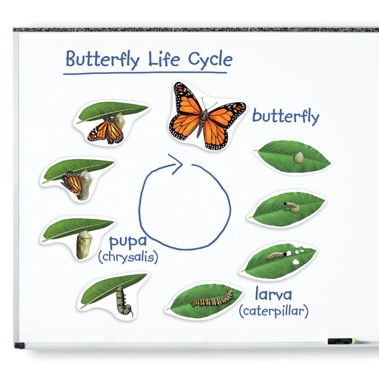Imagen de Ciclo de vida imantado - Mariposa