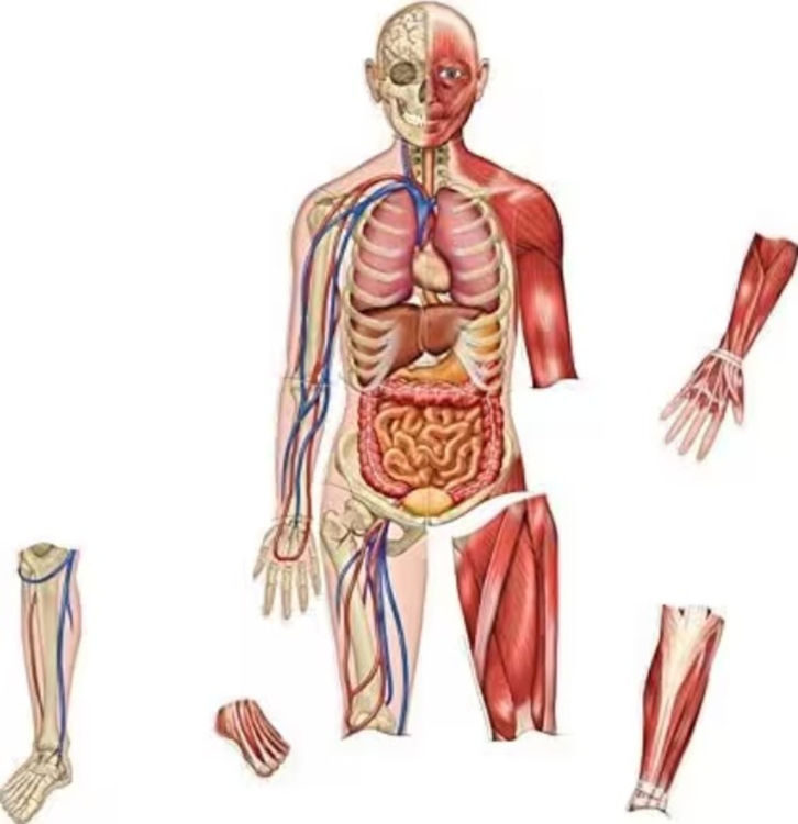 Imagen de Cuerpo humano imantado