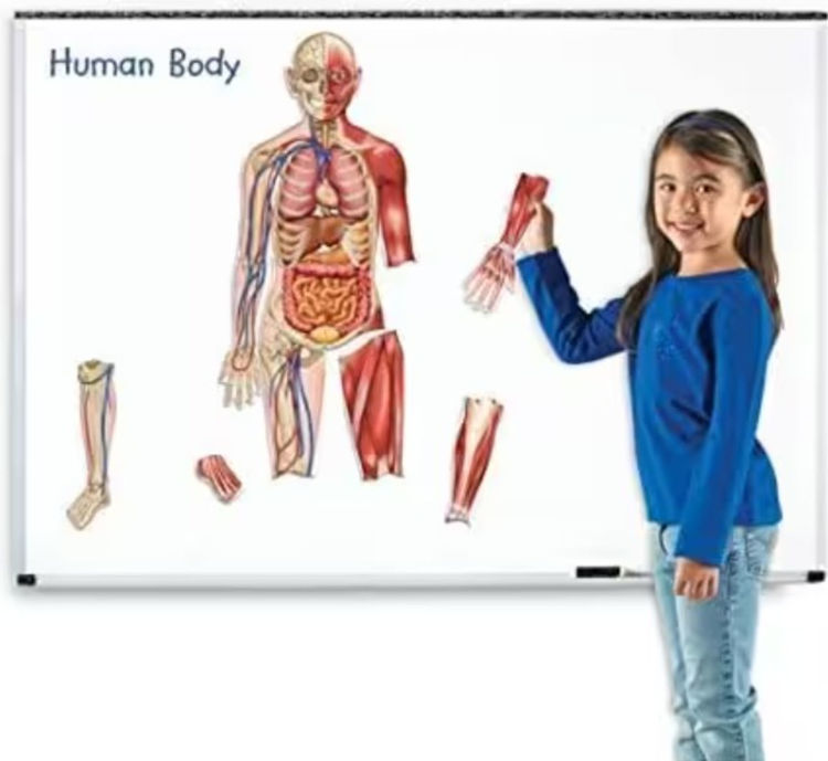 Imagen de Cuerpo humano imantado