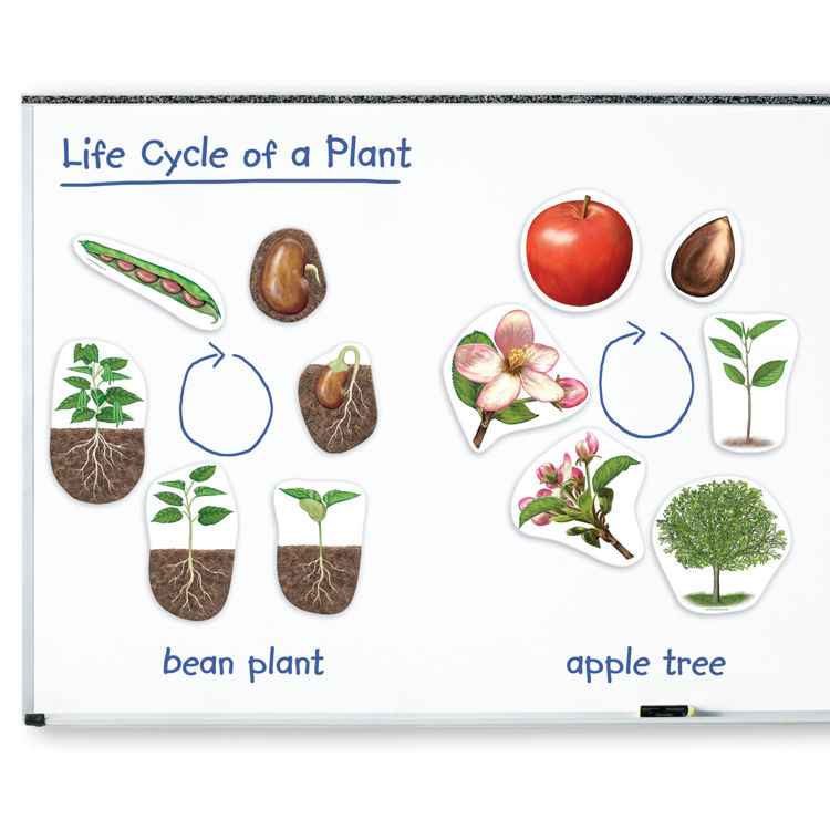 Imagen de Ciclo de vida imantado - Plantas