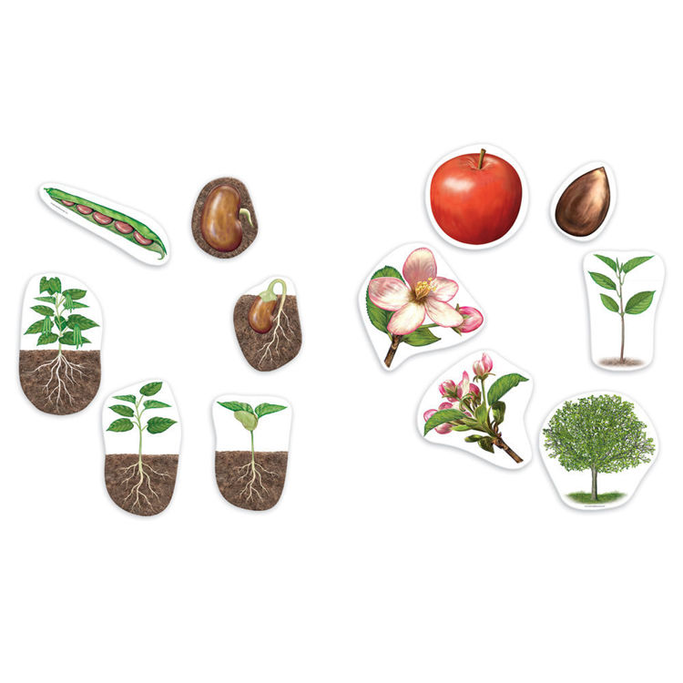 Imagen de Ciclo de vida imantado - Plantas