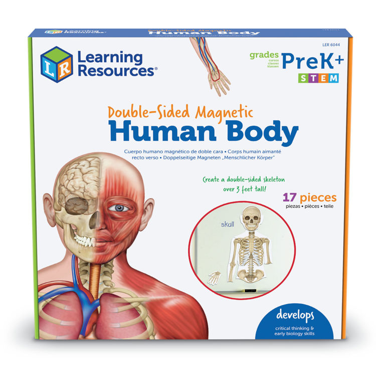 Imagen de Cuerpo humano imantado doble cara