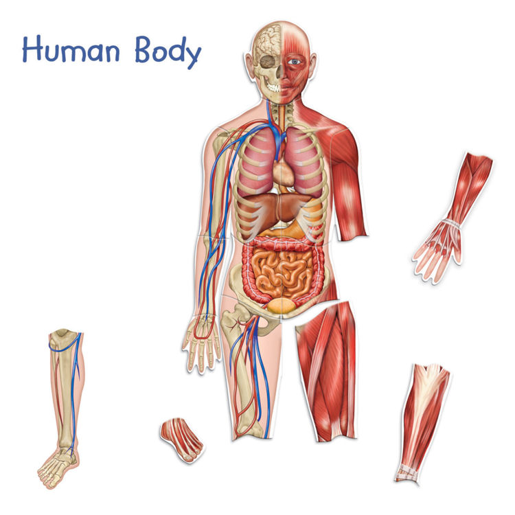 Imagen de Cuerpo humano imantado doble cara