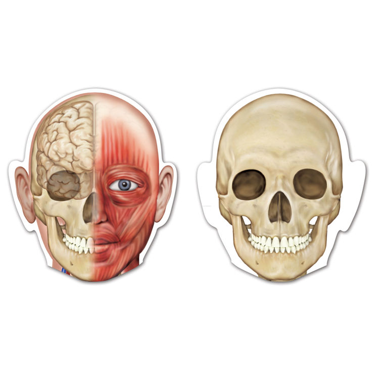 Imagen de Cuerpo humano imantado doble cara