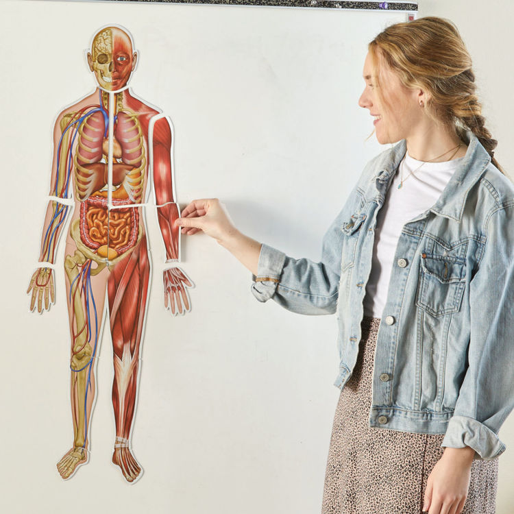 Imagen de Cuerpo humano imantado doble cara